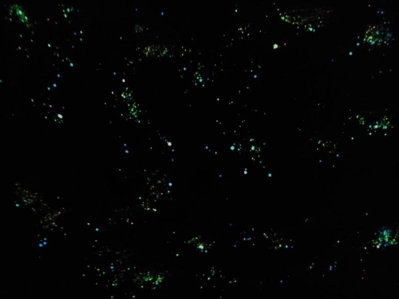 葡萄理論-Grape theory 3