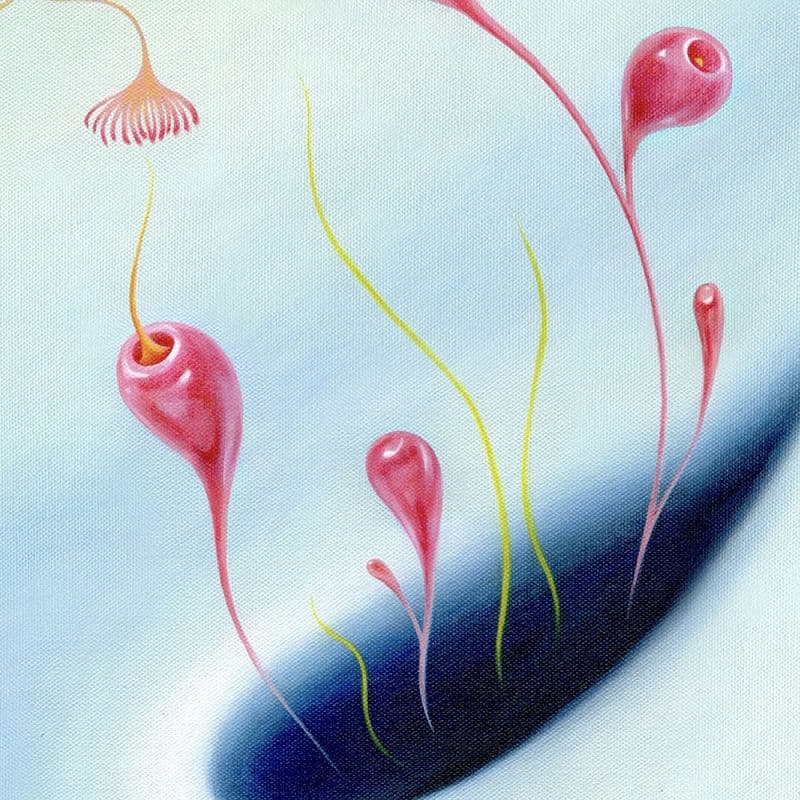 Difflora N°230727 5