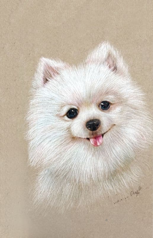 博美