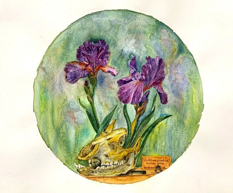 羊骷顱與鳶尾花